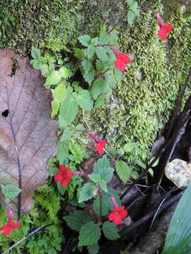 Imagem de Achimenes erecta (Lam.) H. P. Fuchs