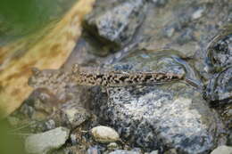 Image of Periophthalmus variabilis Eggert 1935