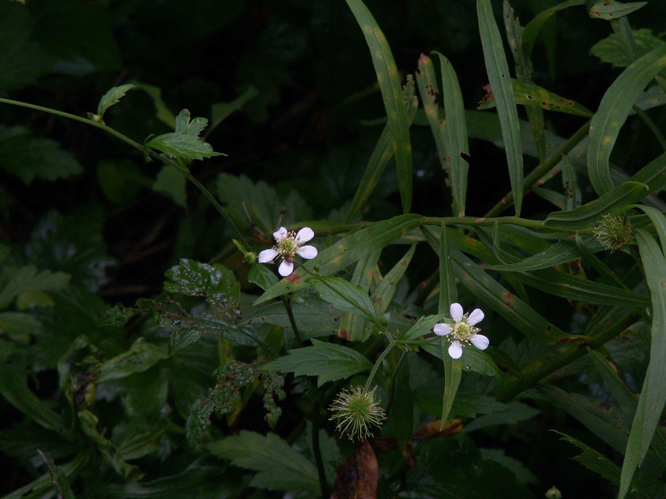 Image of white avens