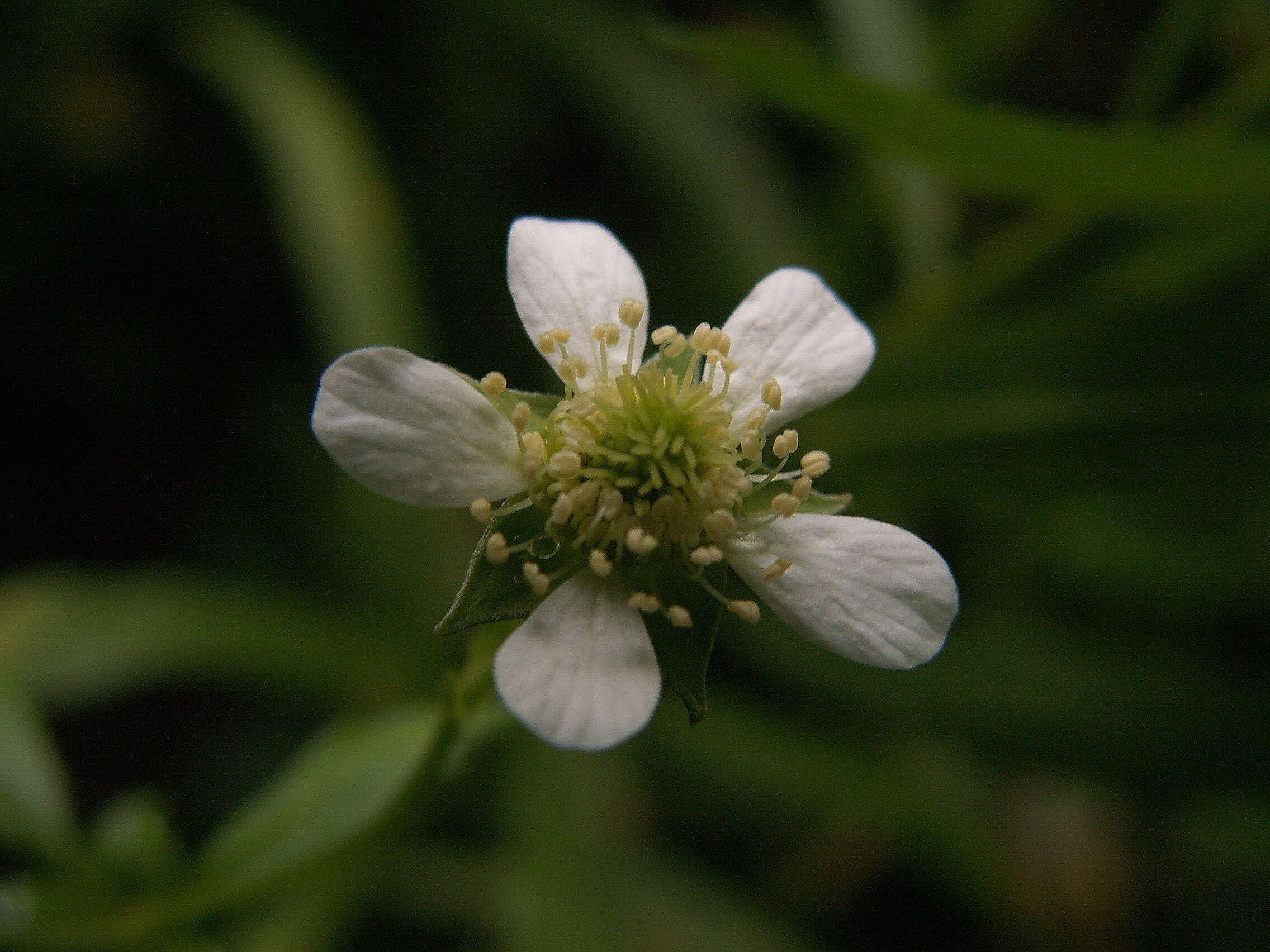 Image of white avens