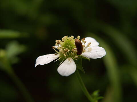 Image de Geum canadense Jacq.