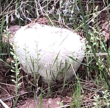 Image of Western giant puffball