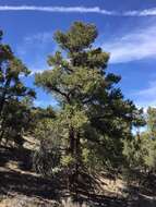 Image of singleleaf pinyon