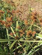 Image of Cyperus dives Delile