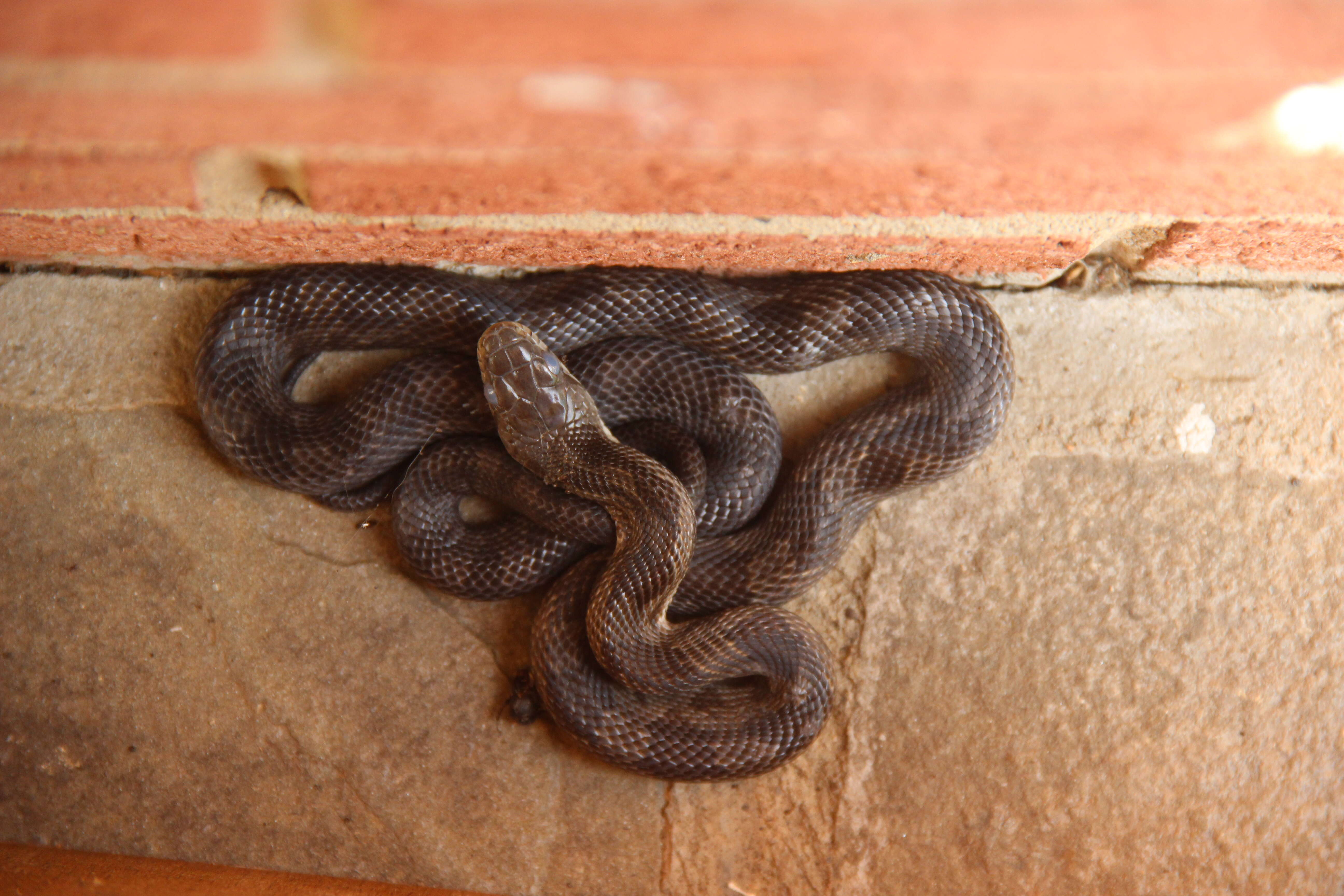 Image of black rat snake