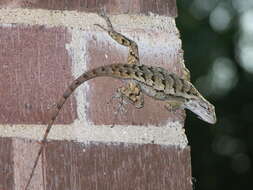 Image of Texas Spiny Lizard