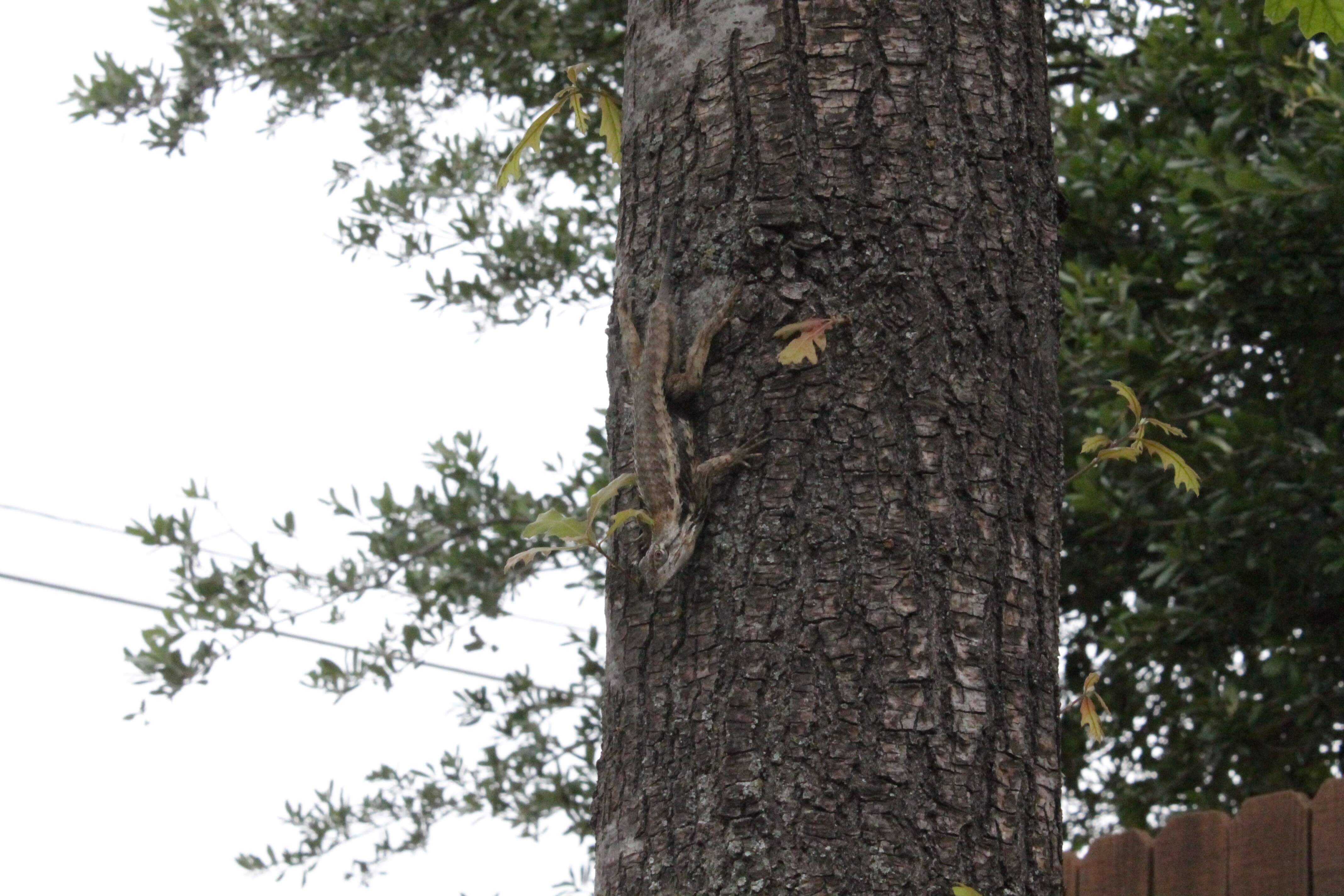 Image of Texas Spiny Lizard