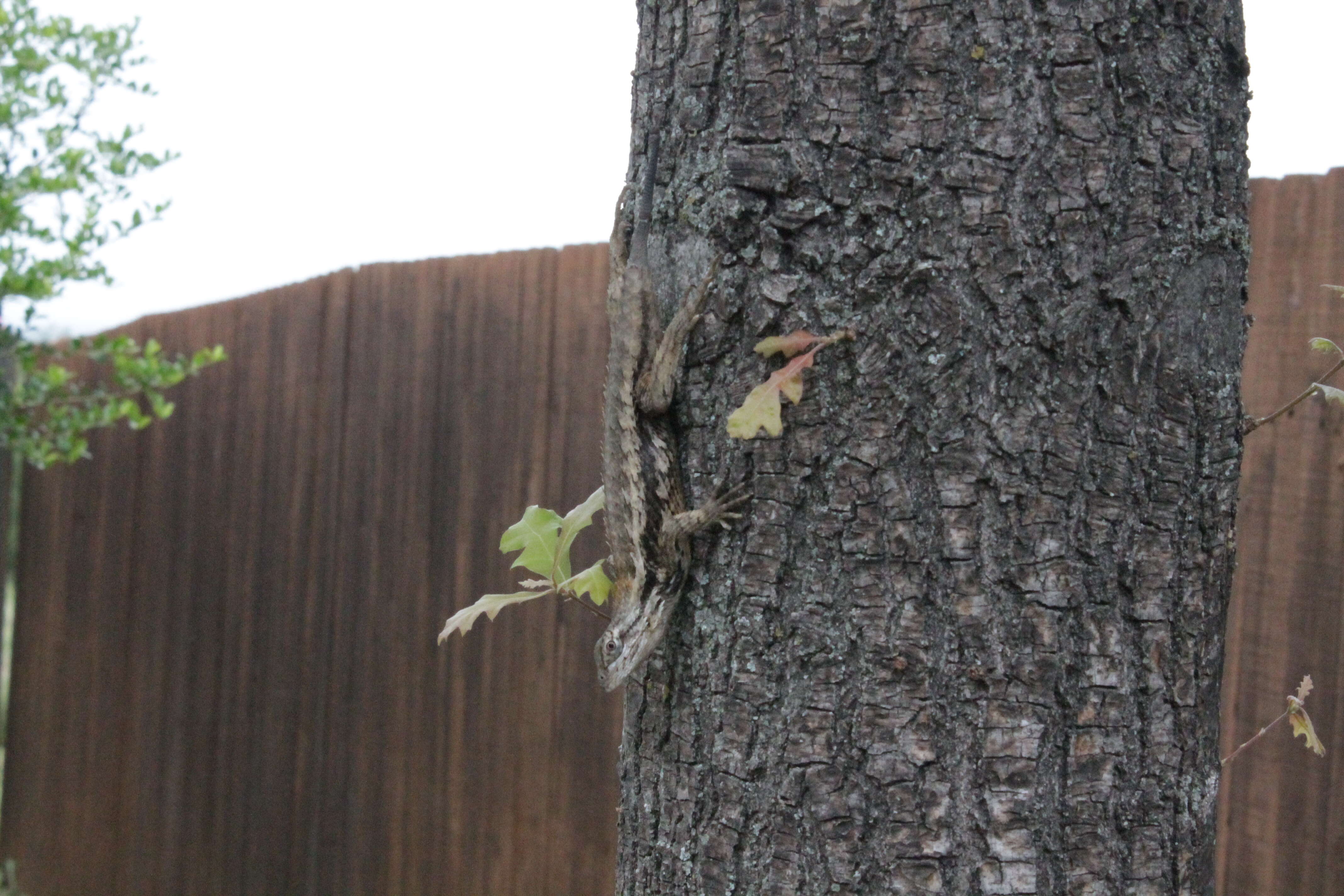 Image of Texas Spiny Lizard