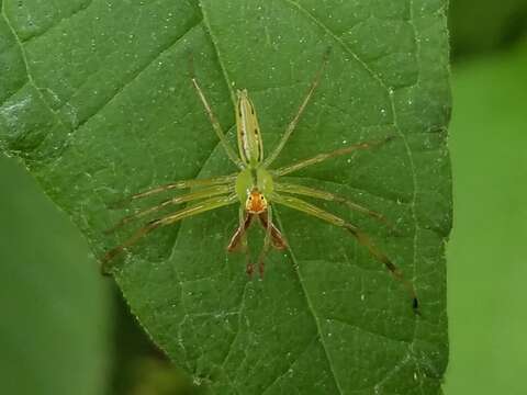 Image of Magnolia Green Jumper