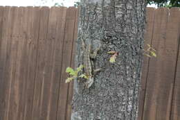 Image of Texas Spiny Lizard