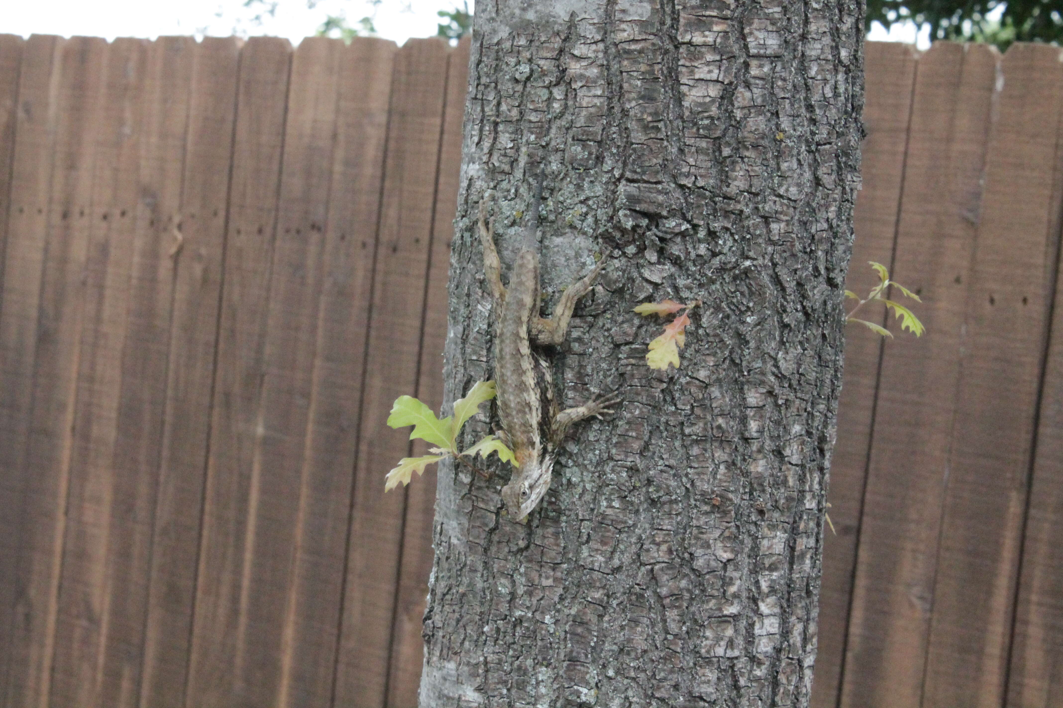 Image of Texas Spiny Lizard