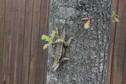 Image de Sceloporus olivaceus Smith 1934