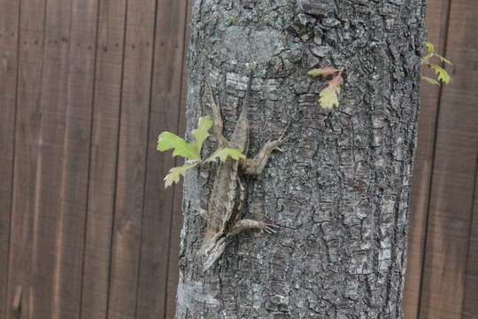 Image of Texas Spiny Lizard