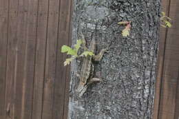 Image of Texas Spiny Lizard