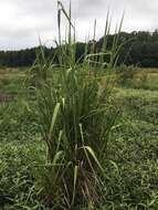 Image of Giant Plume Grass