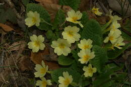 Image of Primrose