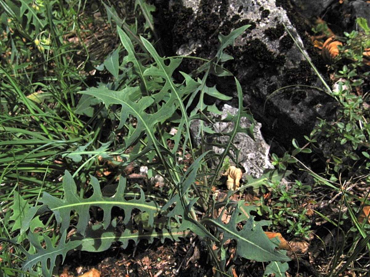 Image of Blue lettuce