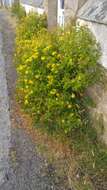 Imagem de Hypericum hircinum subsp. majus (Ait.) N. K. B. Robson