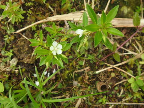 Imagem de Sauvagesia erecta L.