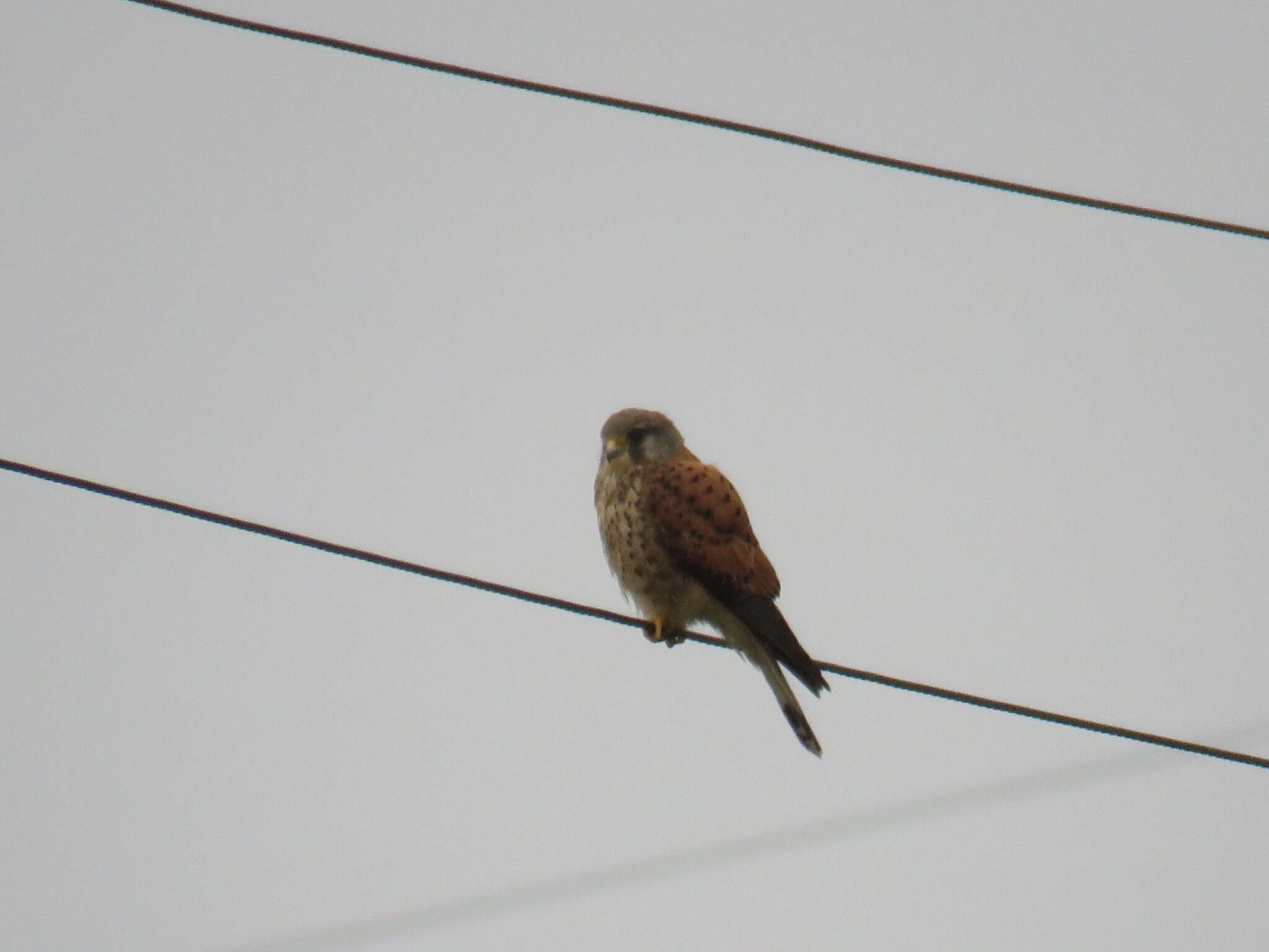 Falco tinnunculus canariensis (Koenig & AF 1890) resmi