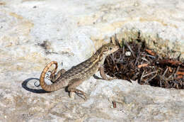 Image of Northern Curly-tailed Lizard