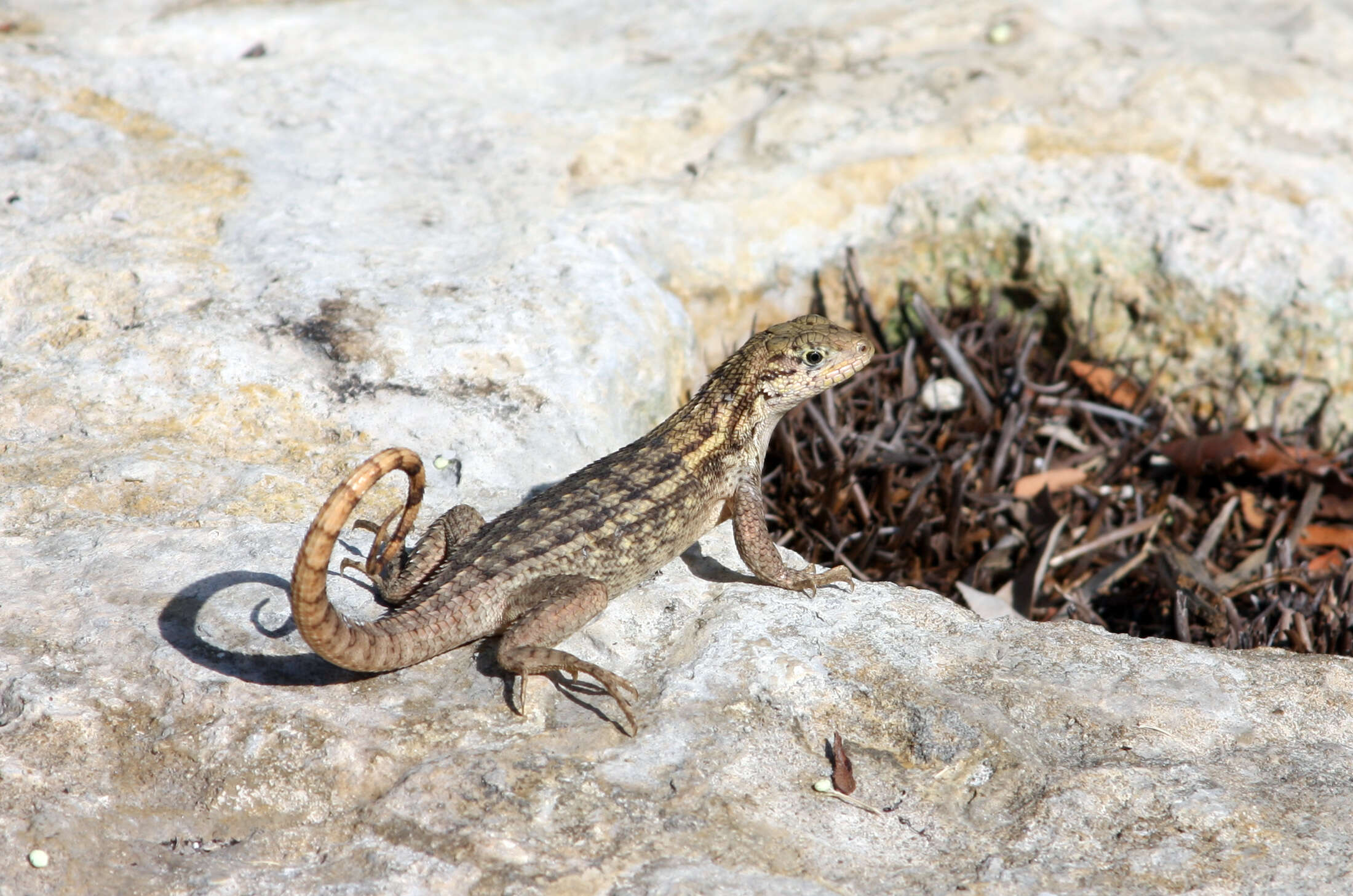 صورة Leiocephalus carinatus Gray 1827