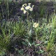 Image of paleyellow ragwort