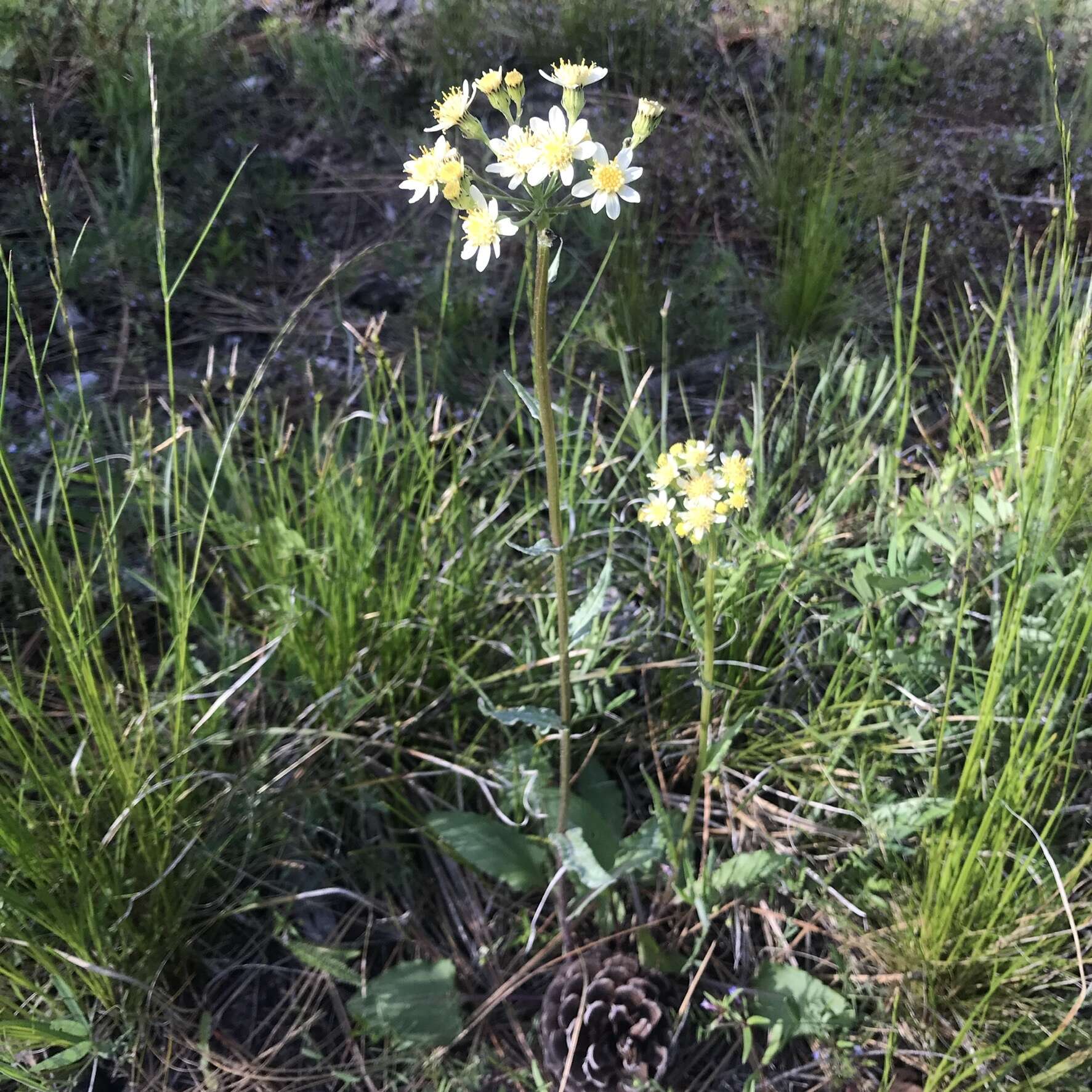 Image of paleyellow ragwort