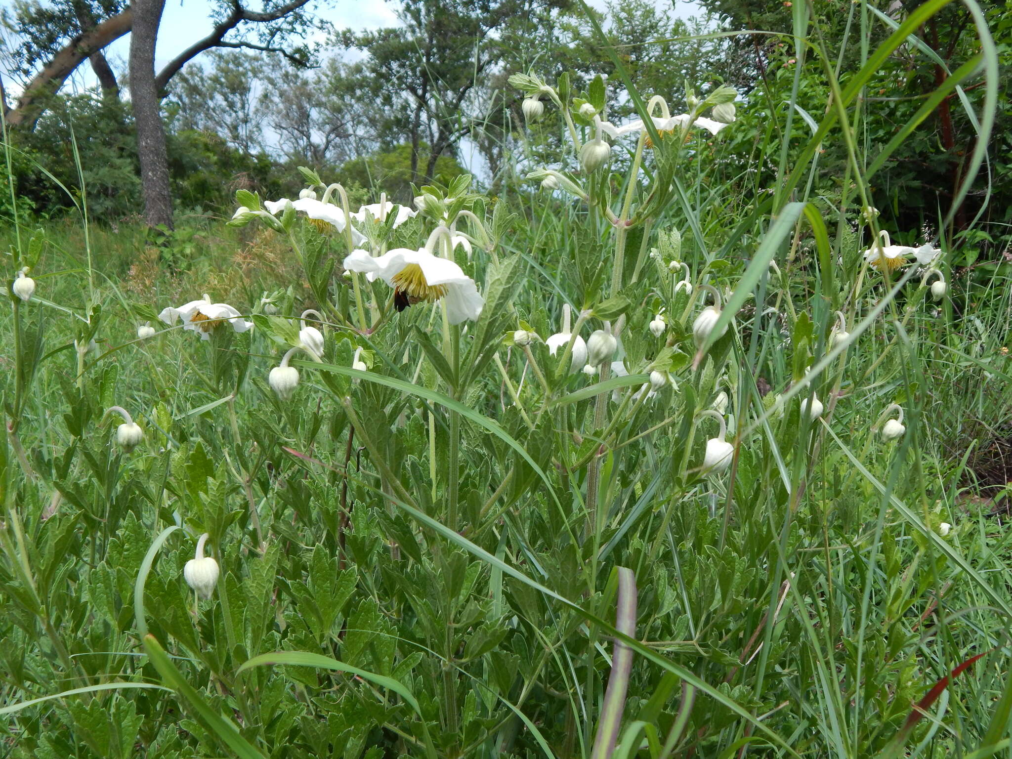 Image of Clematis villosa DC.