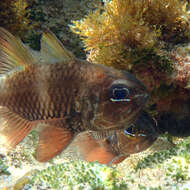 Image of Norfolk cardinalfish