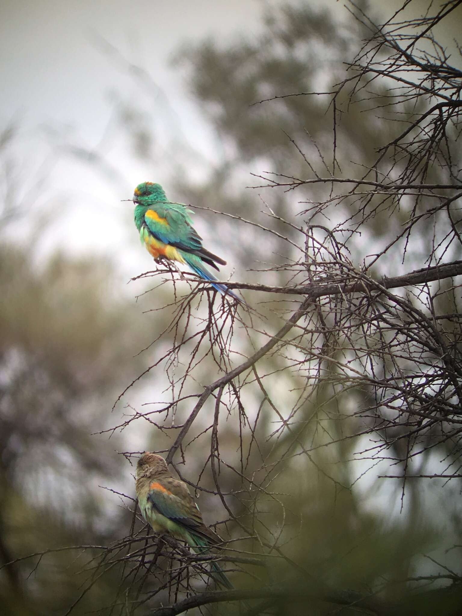 Image of Many-coloured Parakeet