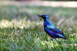 Image of Bronze-tailed Glossy Starling