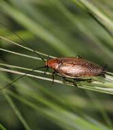 Image of Ectobius (Ectobius) erythronotus Burr 1898