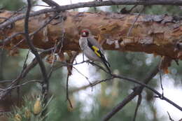 Carduelis carduelis caniceps Vigors 1831的圖片