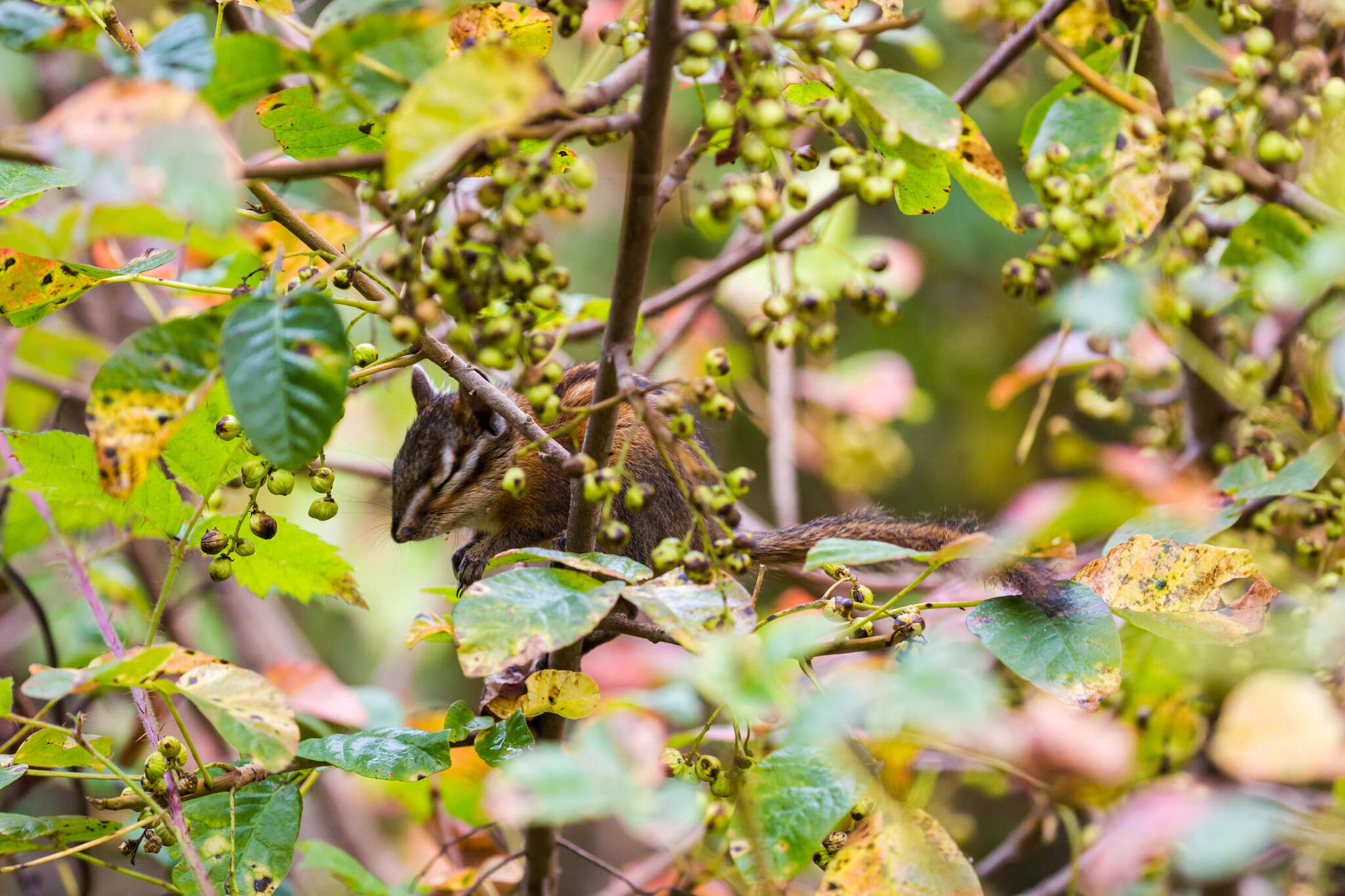 Image of Sonoma Chipmunk