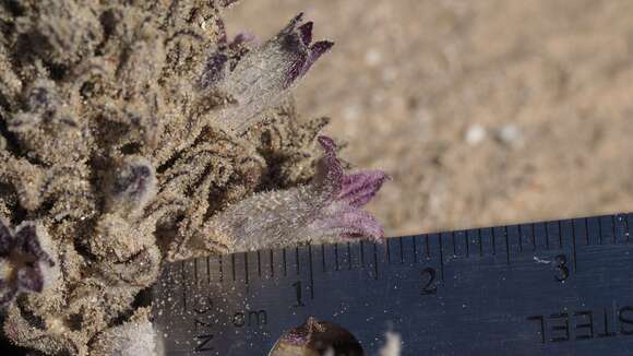 Image of desert broomrape