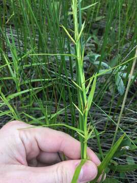 Plancia ëd Dulichium arundinaceum var. arundinaceum