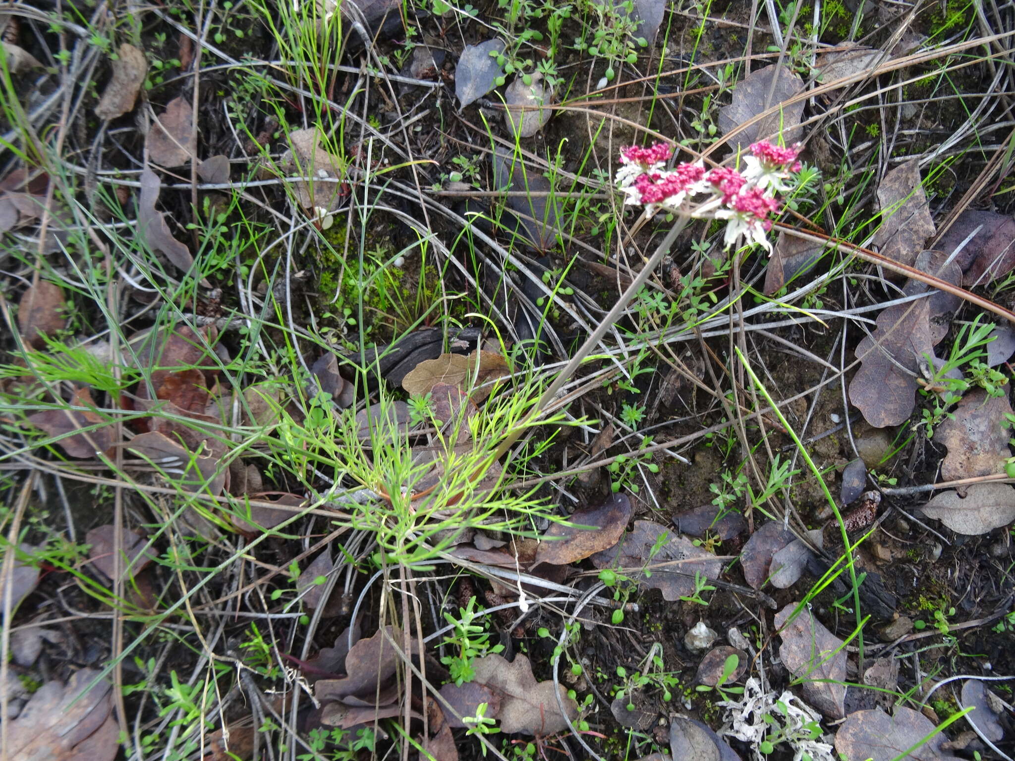 Image of Hoover's biscuitroot