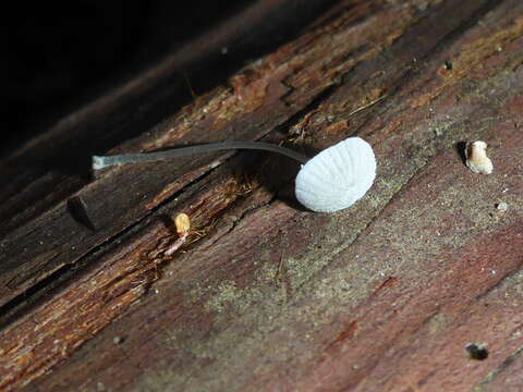 Image of Mycena tenerrima (Berk.) Quél. 1872