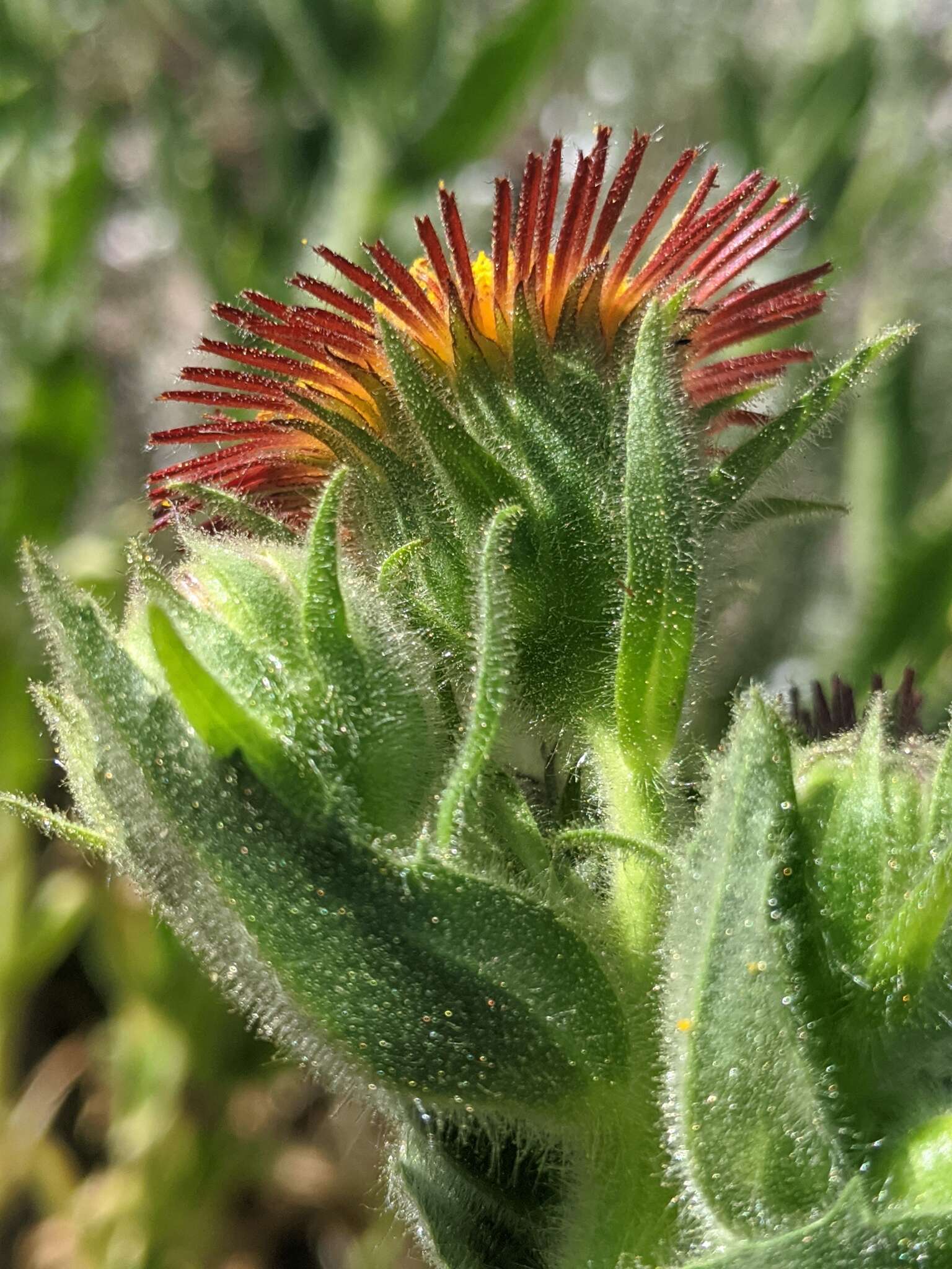 Plancia ëd Hulsea heterochroma A. Gray