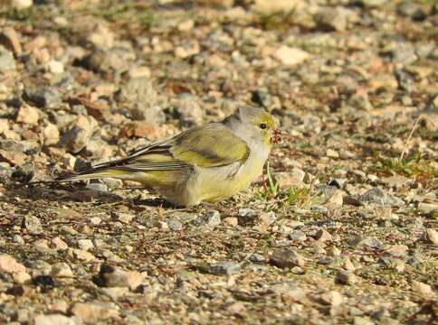 Image of Alpine Citril Finch