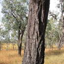 Image of Eucalyptus atrata L. A. S. Johnson & K. D. Hill