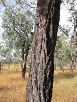 Слика од Eucalyptus atrata L. A. S. Johnson & K. D. Hill