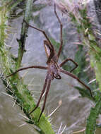 Image of Nursery-web spider