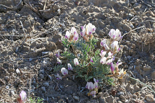 Sivun Astragalus cymboides M. E. Jones kuva