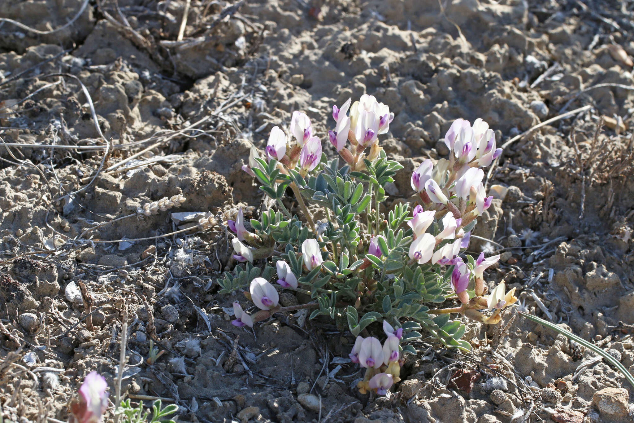 Sivun Astragalus cymboides M. E. Jones kuva