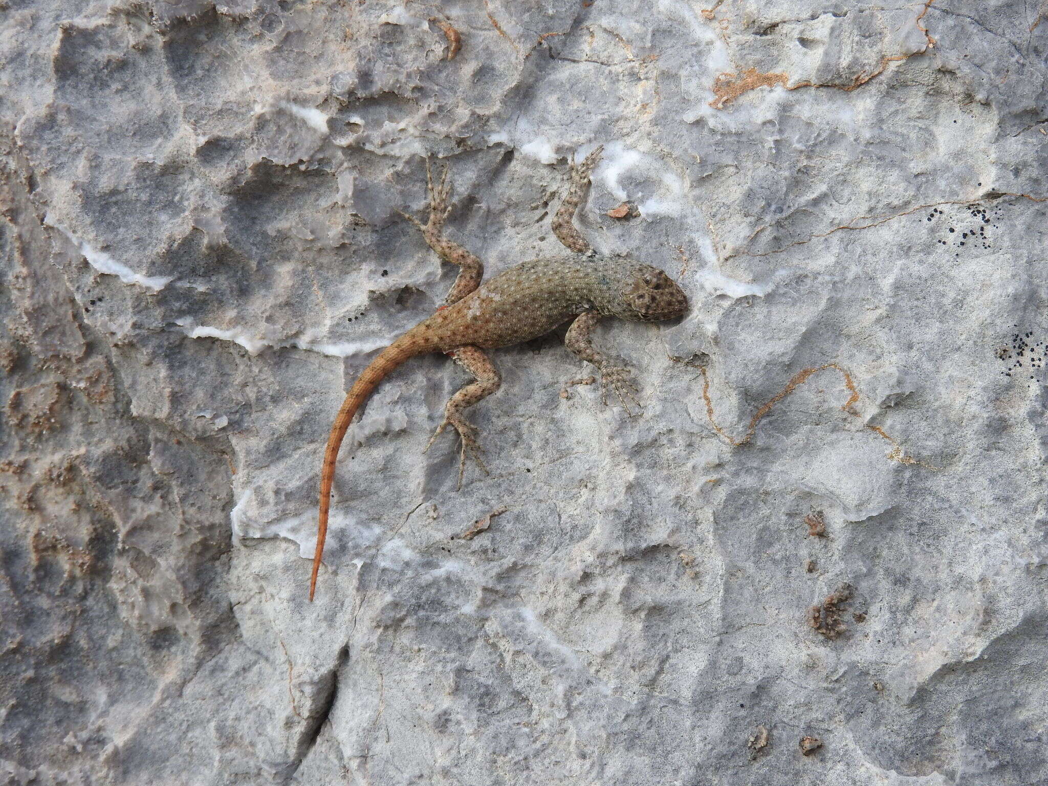 Sivun Sceloporus gadoviae Boulenger 1905 kuva