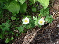 Image of American globeflower