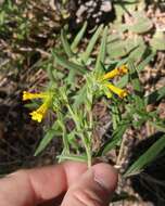 صورة Lithospermum multiflorum S. Wats.