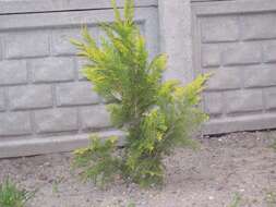 Image of Cupressus × leylandii